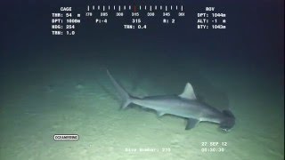 Deepest Scalloped Hammerhead Shark [upl. by Medora]