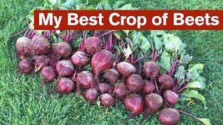 My Best Crop of Beets [upl. by Oemac]