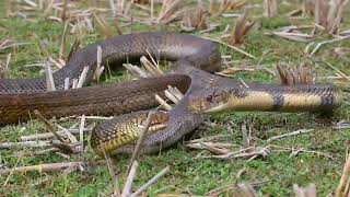 King Cobra eats Rat Snake [upl. by Dunstan]