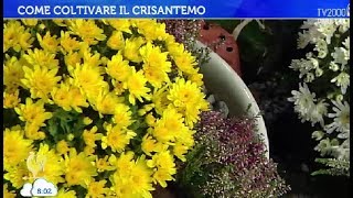 Fiori e piante per le tombe dei nostri cari [upl. by Annairdna591]