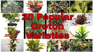 20 MOST POPULAR AND SPECTACULAR CROTON VARIETIES [upl. by Coleville]