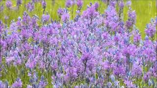 Common Camas Camassia quamash William L Finley NWR Oregon [upl. by Ssitnerp208]