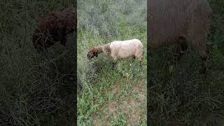 sheeps green desert yellow sheep and rainy weather [upl. by Keung449]