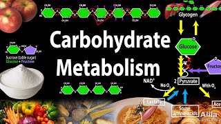 Carbohydrate Structure and Metabolism an Overview Animation [upl. by Lindholm]