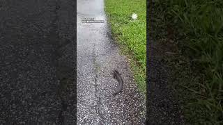 Catfish Appears in Driveway During Florida Hurricane [upl. by Grinnell224]