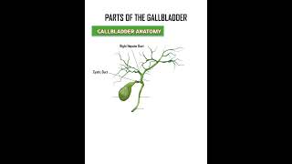 Parts of the Gallbladder Gallbladder Anatomy anatomy body bodyparts humanbody shorts viral [upl. by Sherburn]