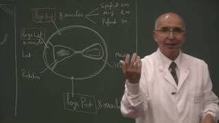 COURS ANATOMIE 13 Muscles epaule bras [upl. by Mou]