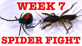 Redback Spider Home Week 7 Devil Bug Educational Spider Video [upl. by Jasisa]