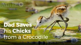 Jacana Dad Rescues his Chicks from a Crocodile [upl. by Jaquelyn]