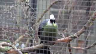 Witkuiftoerako  Whitecrested turaco ZOO Antwerpen [upl. by Tracee136]