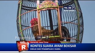 TRANS7 JATIM  Lantangnya Sang Raja Ayam Bekisar [upl. by Klockau659]