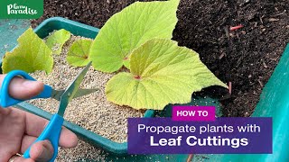 How to take leaf cuttings  Leaf propagation guide [upl. by Roydd]