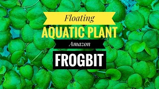 AQUATIC PLANT  AMAZON FROGBIT  FLOATING PLANT  AQUARIUM PLANT [upl. by Nottap779]