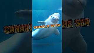 Beluga Whale  Canaries of The Sea animalenigmas [upl. by Addie]