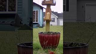 Cardinal flys into camera birdslover birdwatchinglife birdenthusiast [upl. by Airot]