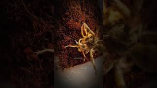 Camel spider🕷 vs Tarantula🕷InsectWars insects fypシ゚viral arachnid wildlife [upl. by Artemisia]