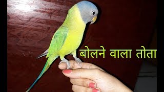 Best Parrot Mitthu Speak Clearly  बोलने वाला तोता  Talking Plum Headed Parrot  keebisha [upl. by Cynthy]