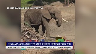 Elephant sanctuary receives new resident from California zoo [upl. by Alison]