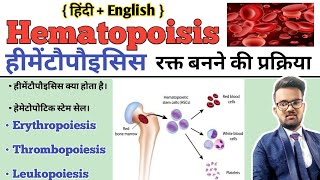 Hematopoiesis  Hematopoiesis In Hindi  Hematopoietic Stem Cell  Formation of BloodErythropoiesis [upl. by Nortal347]