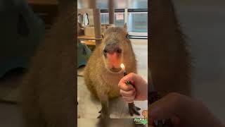 When a naughty human being plays fire in front of a capybara [upl. by Zipnick645]