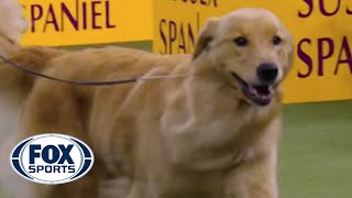 Meet the Sporting Group  WESTMINSTER DOG SHOW 2018  FOX SPORTS [upl. by Vida]