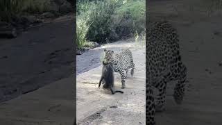 Baboons chase down a leopard that caught their friend 😮 [upl. by Moshell310]