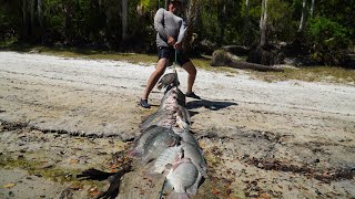 pesca de Tilapias GIGANTES con CAZADORES719 [upl. by Thatch]