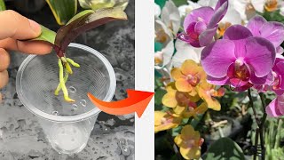 Easy and fast blooming orchid growing methods [upl. by Neenej]