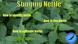 Stinging Nettle  How to identify use and cultivate Nettle [upl. by Ker]