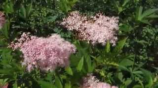 Filipendula rubra ‘Venusta’ [upl. by Aicatsana957]