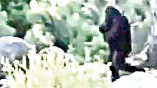 A closer look  Bigfoot filmed Independence Day ThinkerThunker [upl. by Claretta]