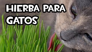 Sembrar Hierba para gatos  Semillas de Internet [upl. by Sirotek]