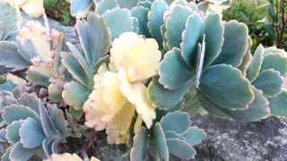 Kalanchoe Stonecrop  Lavender Scallops Variegata  Kalanchoe fedtschenkoi HD 03 [upl. by Yuht758]