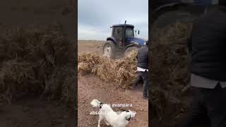 Chulada de frijol 🫘 frijol agriculture newholland viralshort produccionagricola [upl. by Sollars]