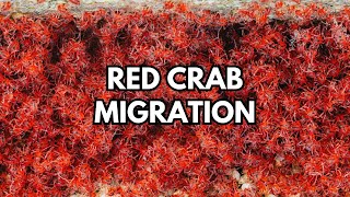 Millions Of Red Crab Migrate To The Ocean 🦀 [upl. by Nosylla710]