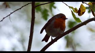 Sevenoaks Nature Reserve [upl. by Redyr]