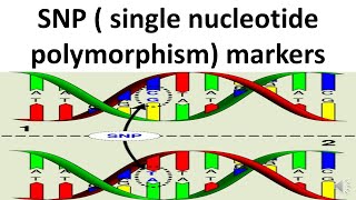 SNP Single nucleotide polymorphism markers [upl. by Nelyk]