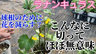 球根のために花を減らす？【ラナンキュラスラックス】【ランドセルシリーズ】【園芸のぶチャンネル】 [upl. by Odracir]