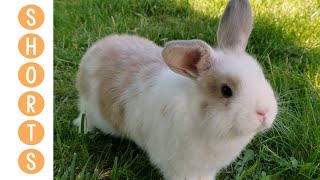 Floppity Loppity Bunnies Hopping 🧡 4k Slow Mo 🩳 shorts [upl. by Boykins]