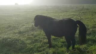 Magie im Herbst  der Nebel zieht ab  Licht bleibt und ist immer da [upl. by Donelle]