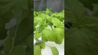 Hydroponically grown spinach gardengrove hydroponics green healthyfood [upl. by Dietrich]