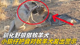 驯化野狼做牧羊犬，小狼仔野性难改，因为食物竟对看着它长大的狗发出警告狼犬 坎高犬 狼群 牧羊犬 坎高犬 大自然 [upl. by Laroy624]