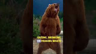 Amazing Bear Facts  The Incredible Hibernation of Bears amazinganimalfacts animalfacts bear [upl. by Ecenaj]