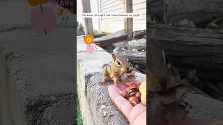 This woman rescued a chipmunk tangled up in garden netting shorts [upl. by Joann668]