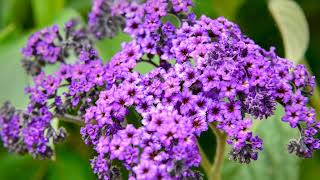 How to Grow Heliotrope [upl. by Lilian]