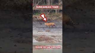 সুন্দরবন জঙ্গলে মাছ ধরতে গিয়ে বাঘের দেখা  sundarban tiger shorts [upl. by Peonir792]