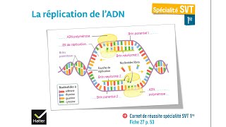 eSVT La réplication et le mode daction de lADN Polymérase [upl. by Barbra]