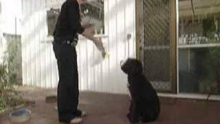 Oscar the Portuguese Water Dog does Tricks [upl. by Ettenay]