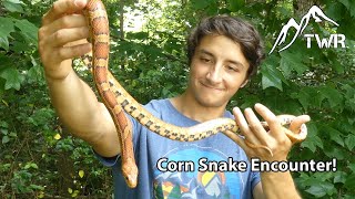 The Corn Snake Everything You Need To Know 4K [upl. by Adnilre260]