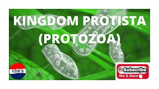 KINGDOM PROTISTA PROTOZOA [upl. by Zweig]